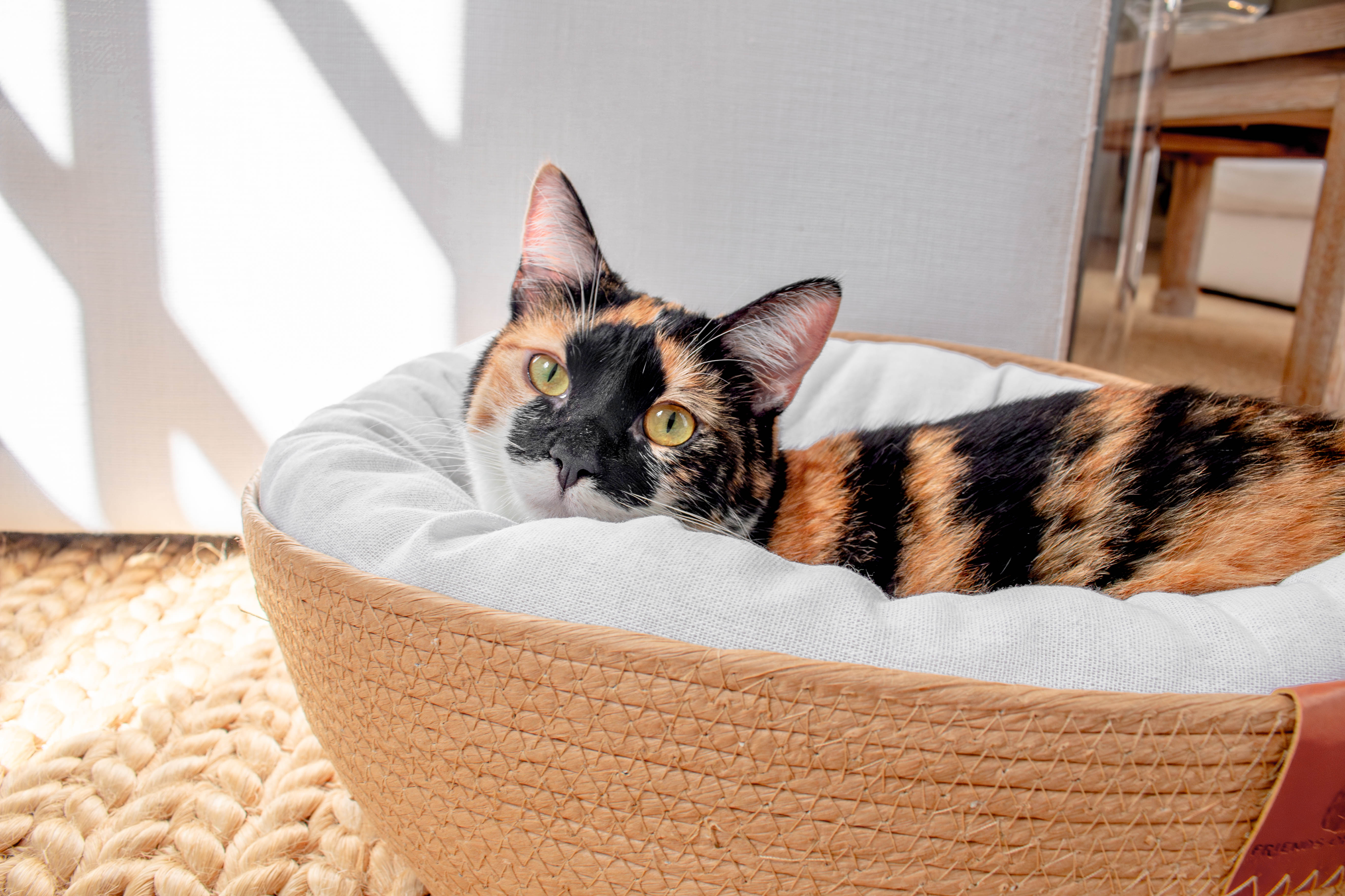 Wicker Cat Bed (3 Pieces)