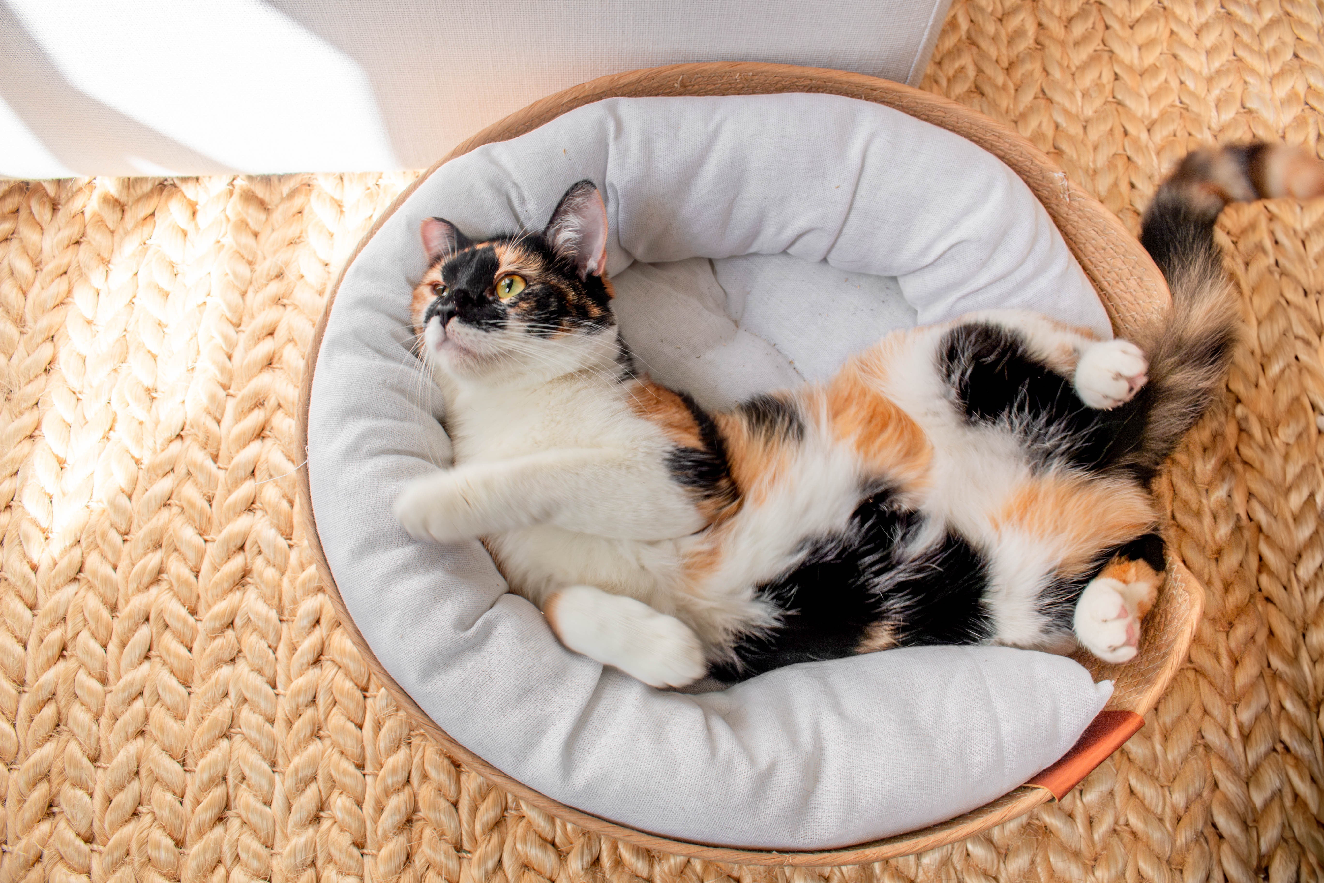 Wicker Cat Bed (3 Pieces)