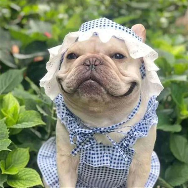 Frenchie Summer Outfit